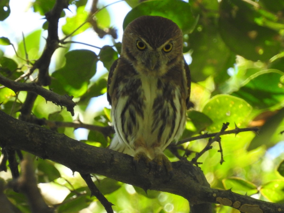 Ferruginous Pygmy-Owl - Daniel Garrigues