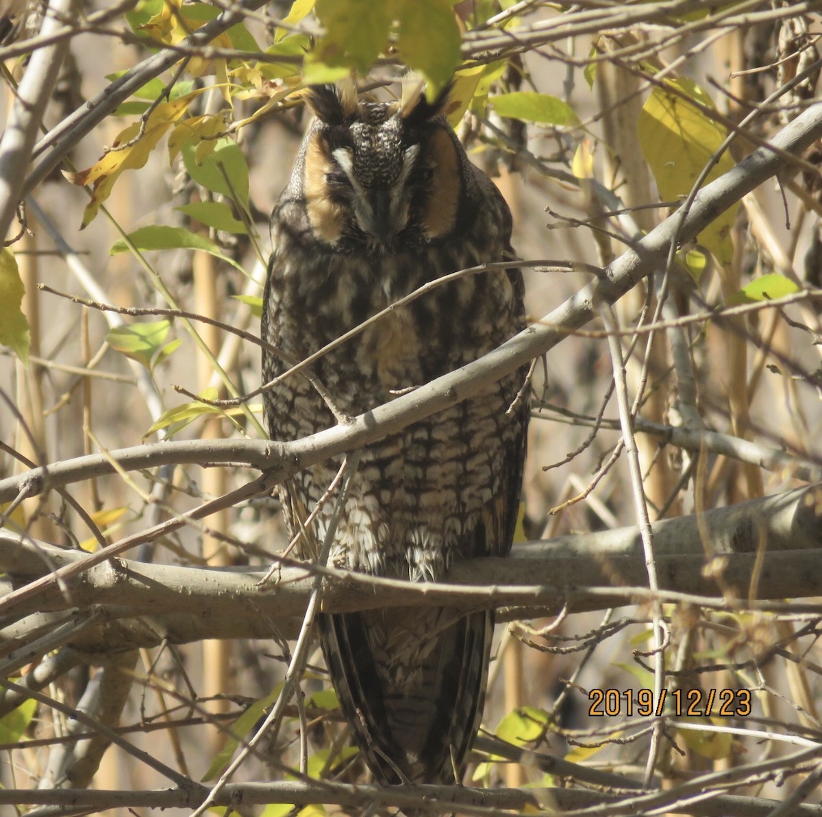 Long-eared Owl - ML194774371