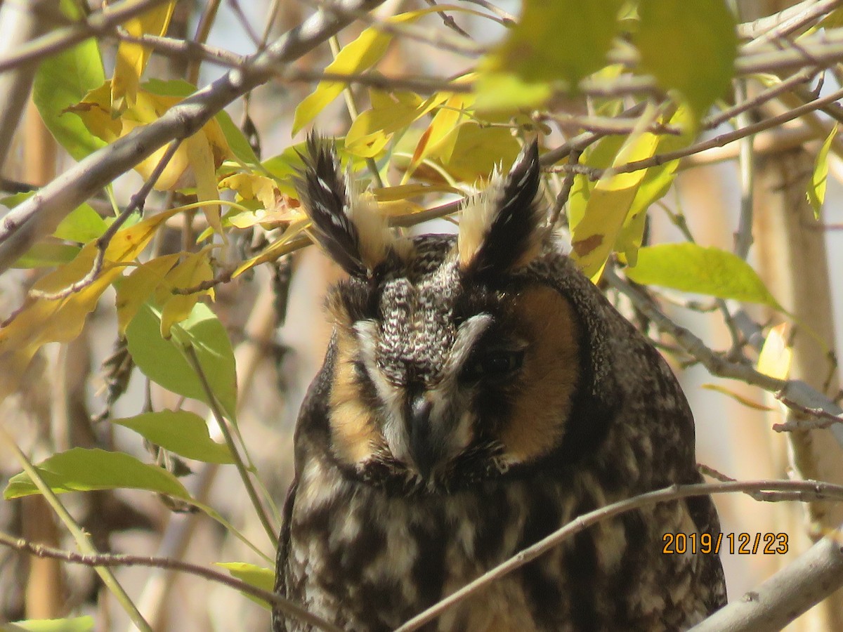 Long-eared Owl - ML194774471