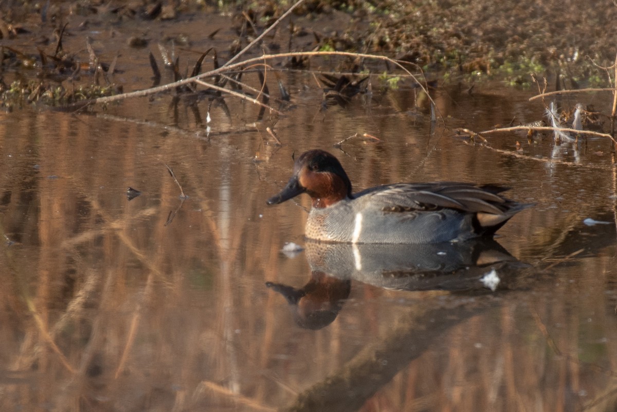 Green-winged Teal - ML194777711