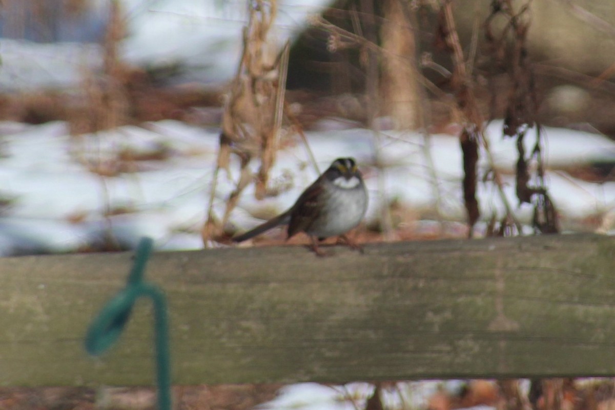 White-throated Sparrow - ML194792461