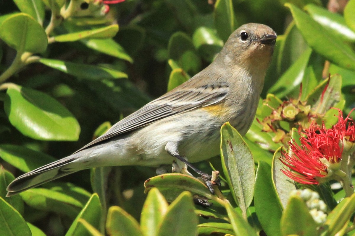 Yellow-rumped Warbler (Audubon's) - ML194792981