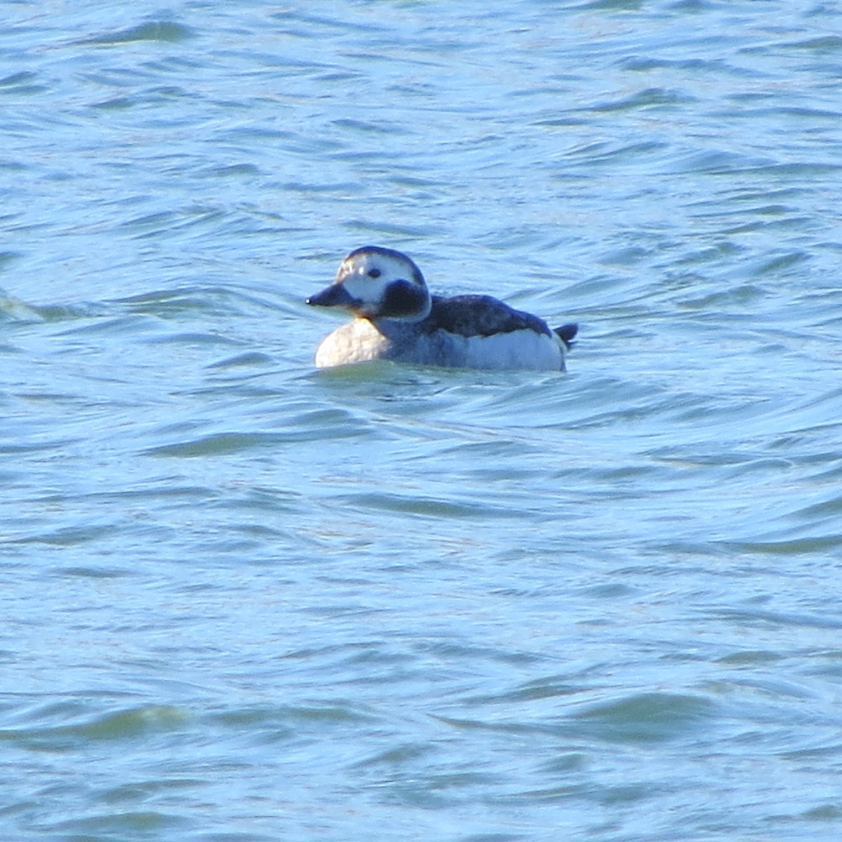 Long-tailed Duck - Mayte Torres
