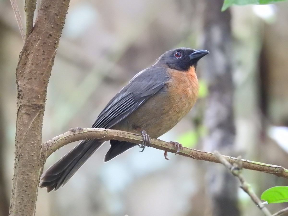 Black-cheeked Ant-Tanager - ML194794841