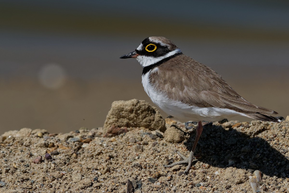 Little Ringed Plover - Vincent Wang