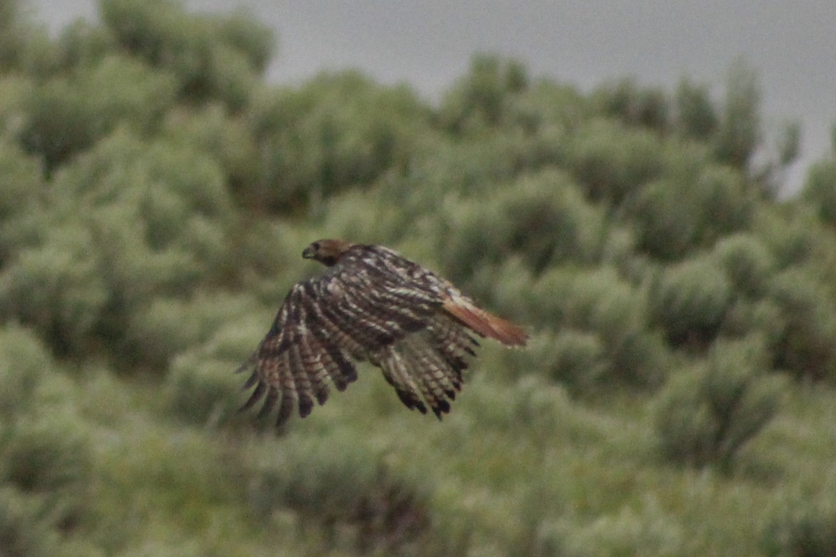 Red-tailed Hawk - Aidan Lorenz