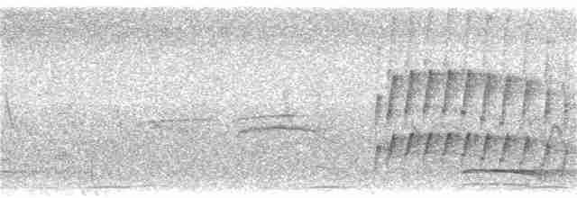 Microtyran coiffé - ML194797191