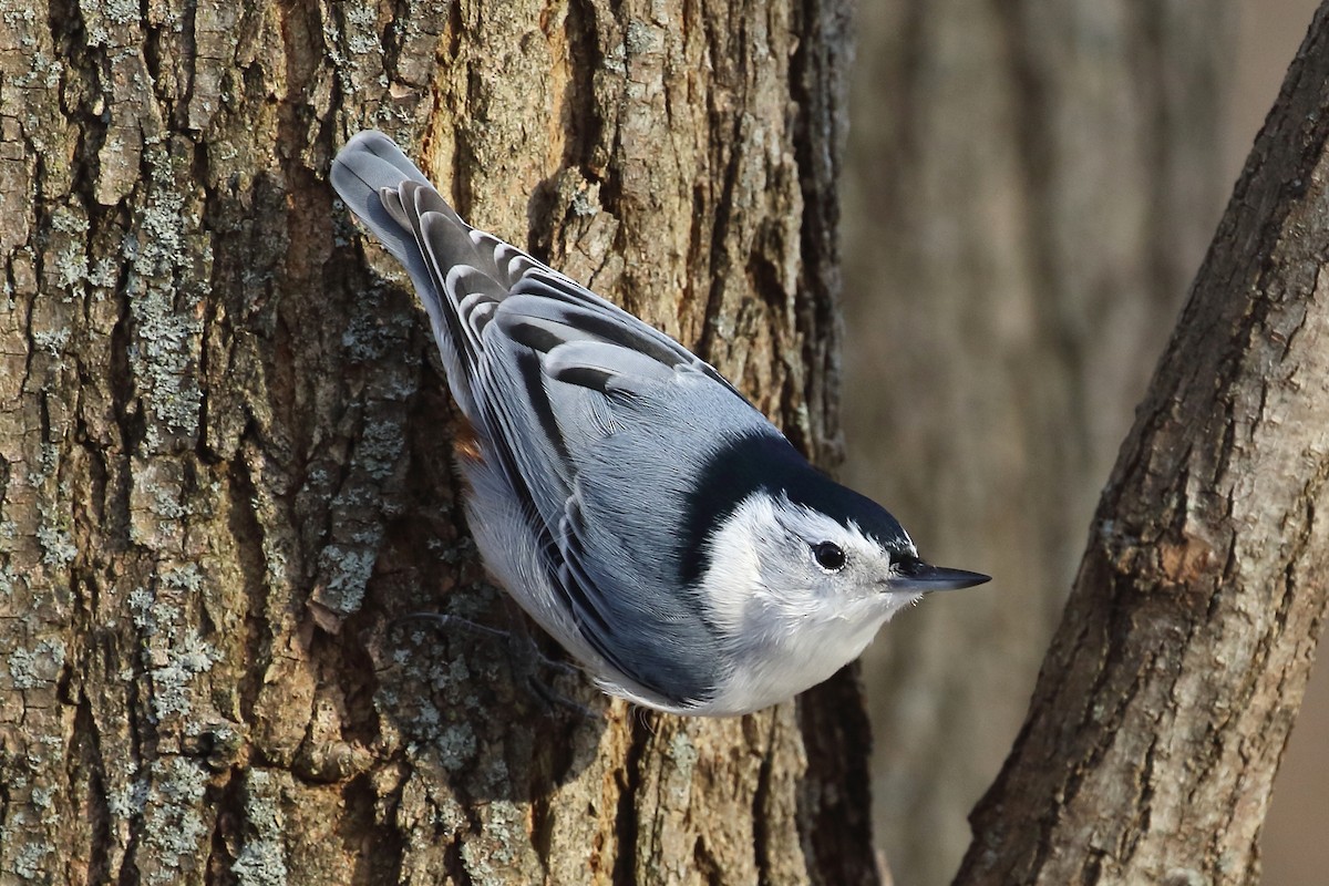 White-breasted Nuthatch (Eastern) - ML194798521