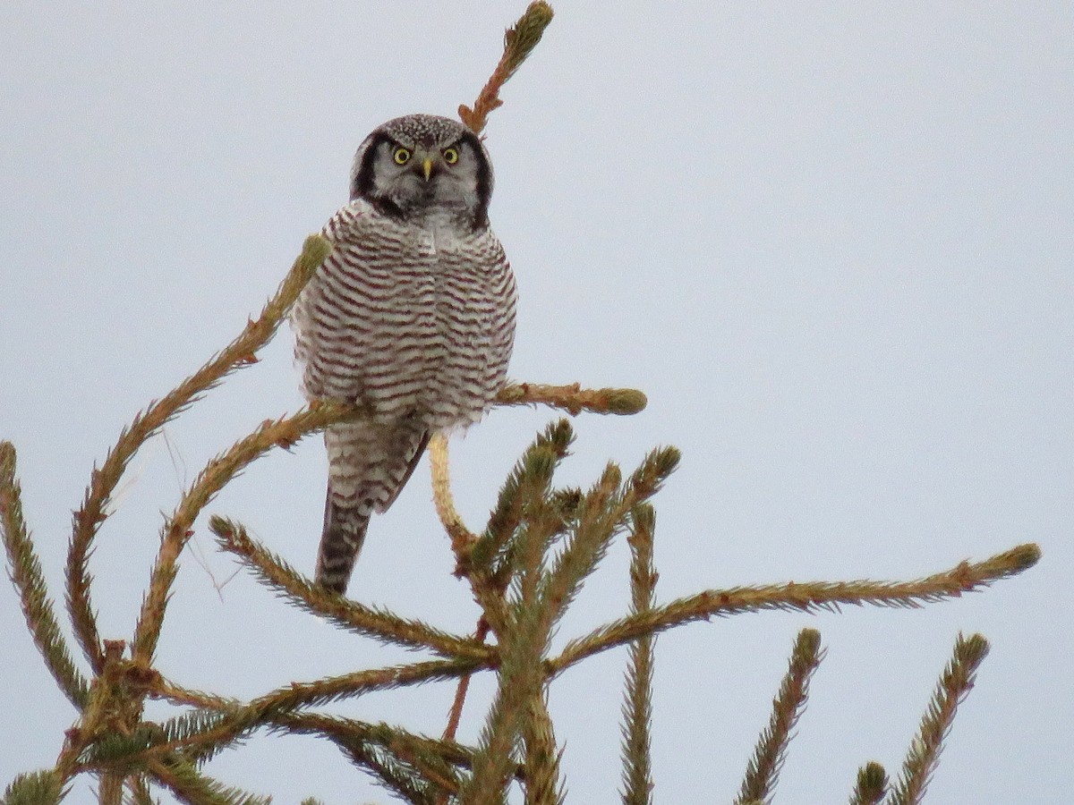 Northern Hawk Owl - shawn richmond
