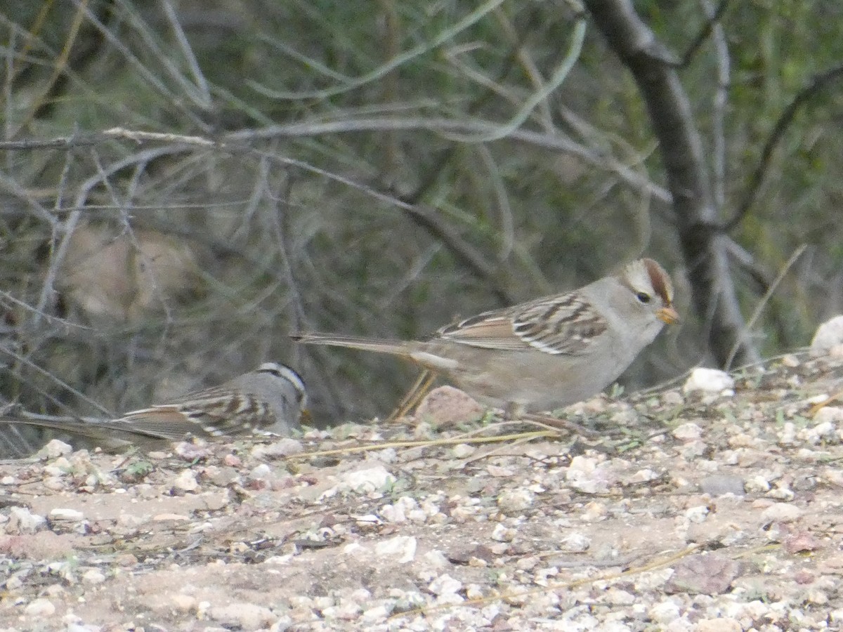 White-crowned Sparrow - ML194802721