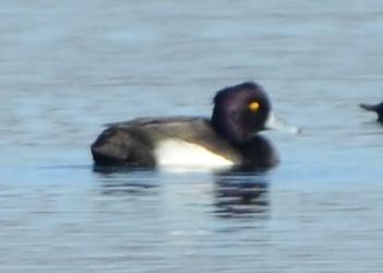 Tufted Duck - ML194805541