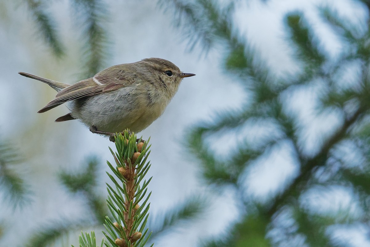 Hume's Warbler - ML194806921