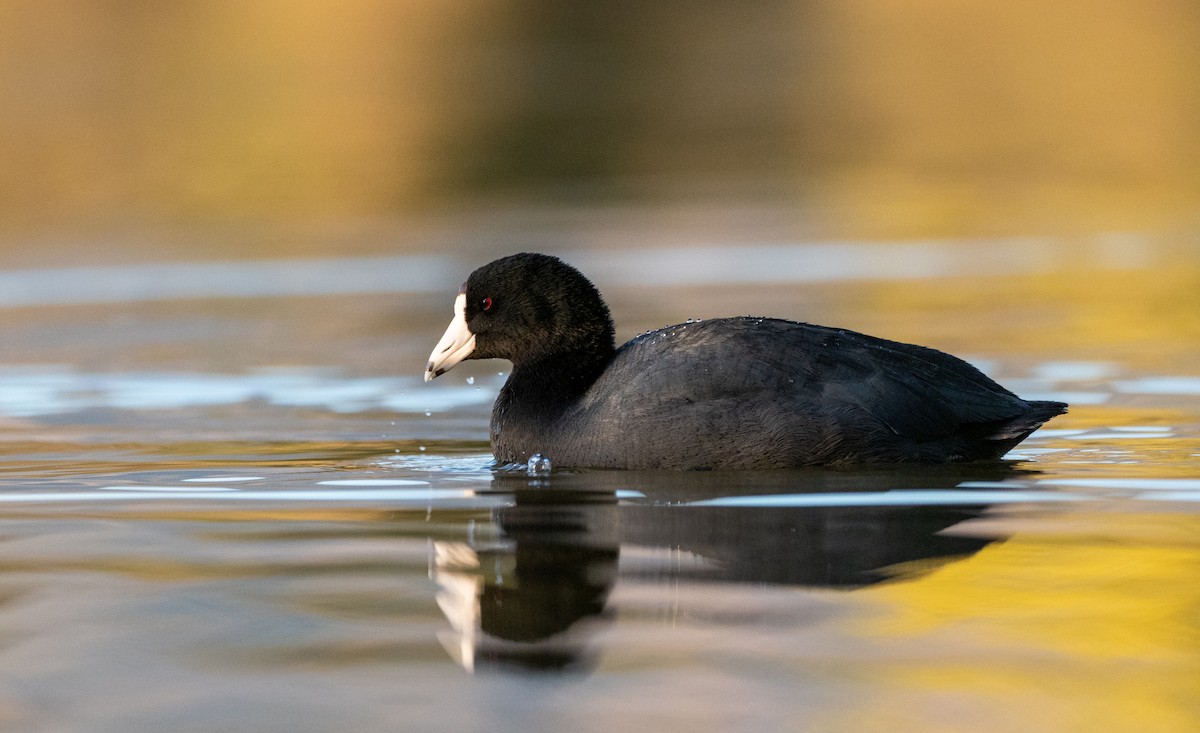 American Coot (Red-shielded) - Forest Botial-Jarvis