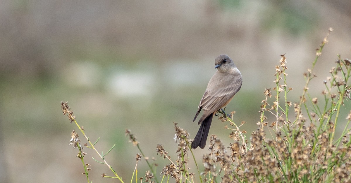 Say's Phoebe - Forest Botial-Jarvis