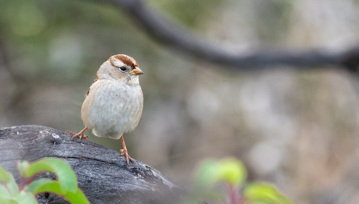 White-crowned Sparrow - Forest Botial-Jarvis