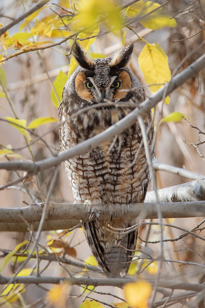 Long-eared Owl - ML194810511