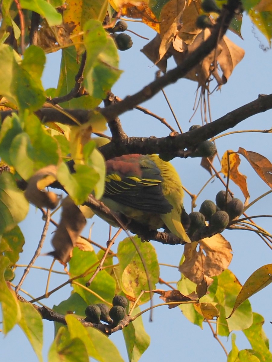 Ashy-headed Green-Pigeon - Ninad Thakoor