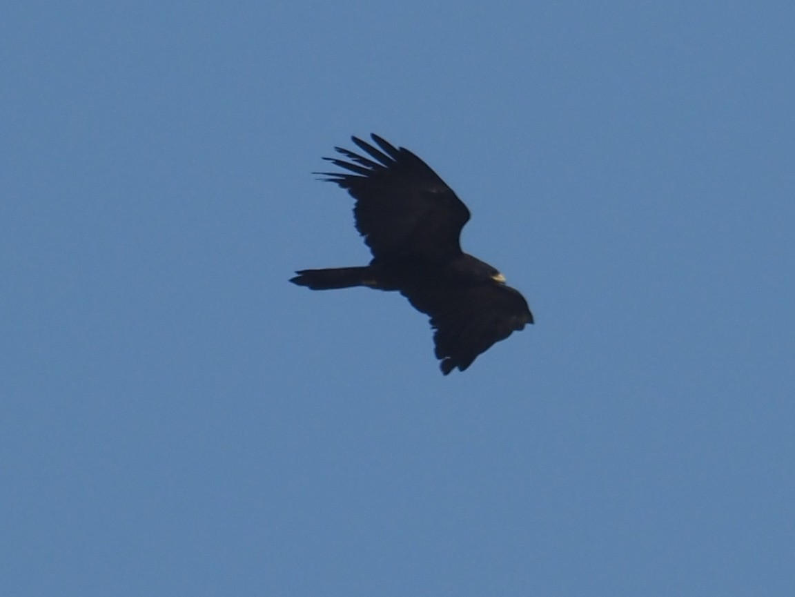 Black Eagle - Ninad Thakoor