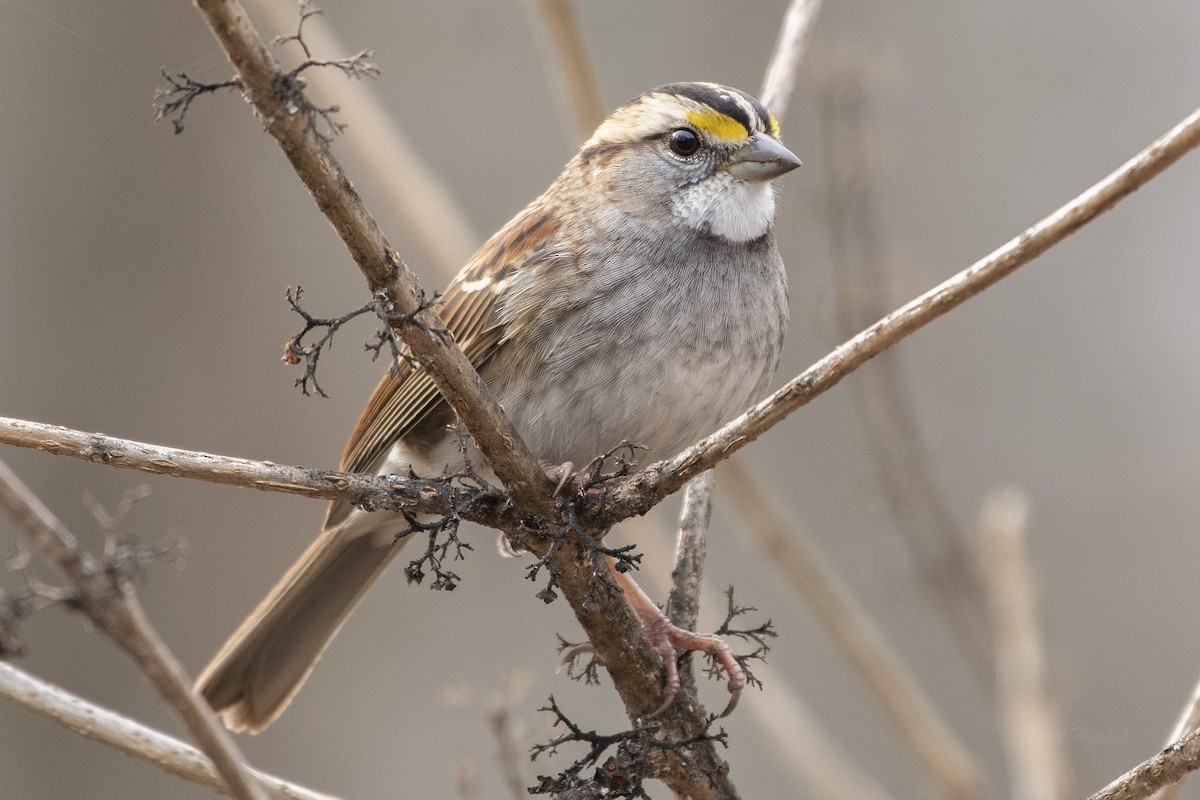 White-throated Sparrow - ML194815791