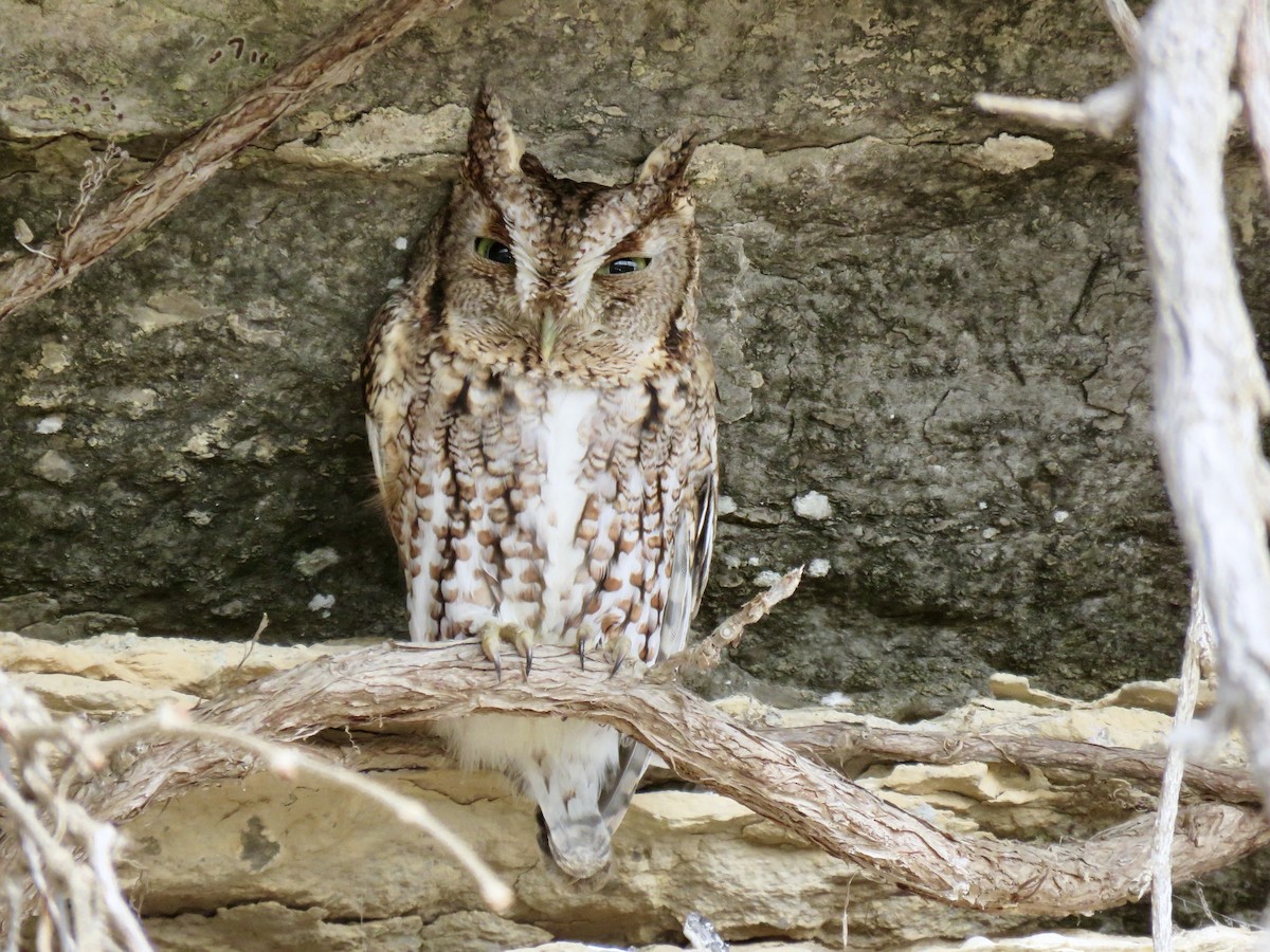 Eastern Screech-Owl - Alan  Troyer