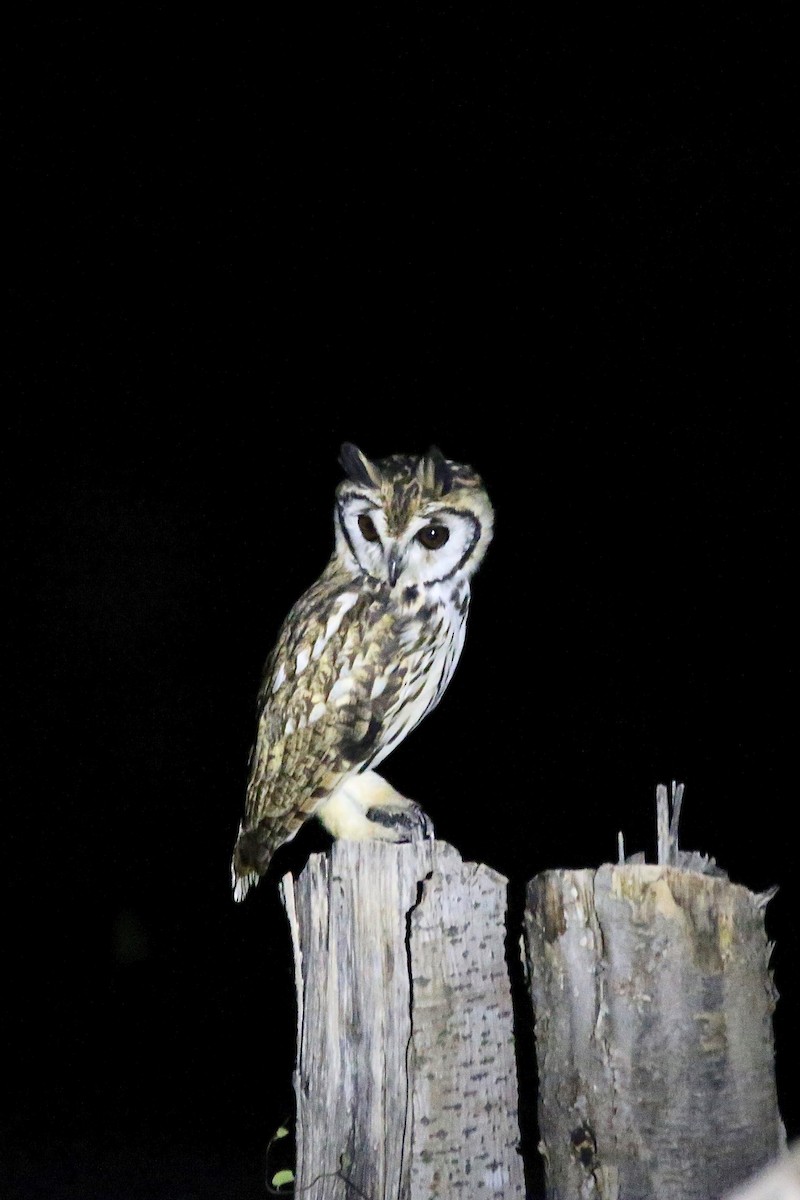 Striped Owl - Laura Gaudette