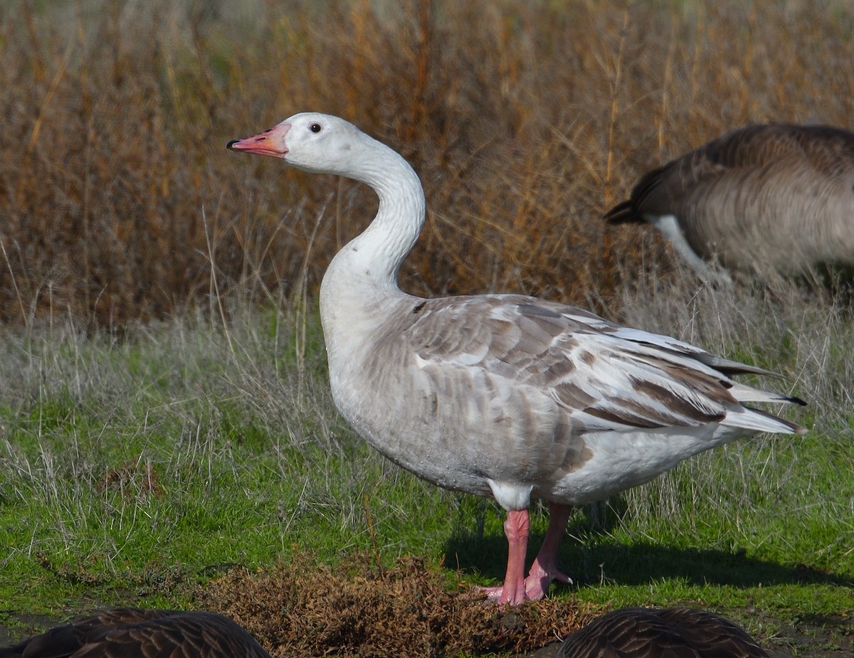 Domestic goose sp. x Canada Goose (hybrid) - Jerry Ting