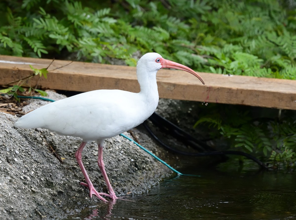 ibis bílý - ML194823441
