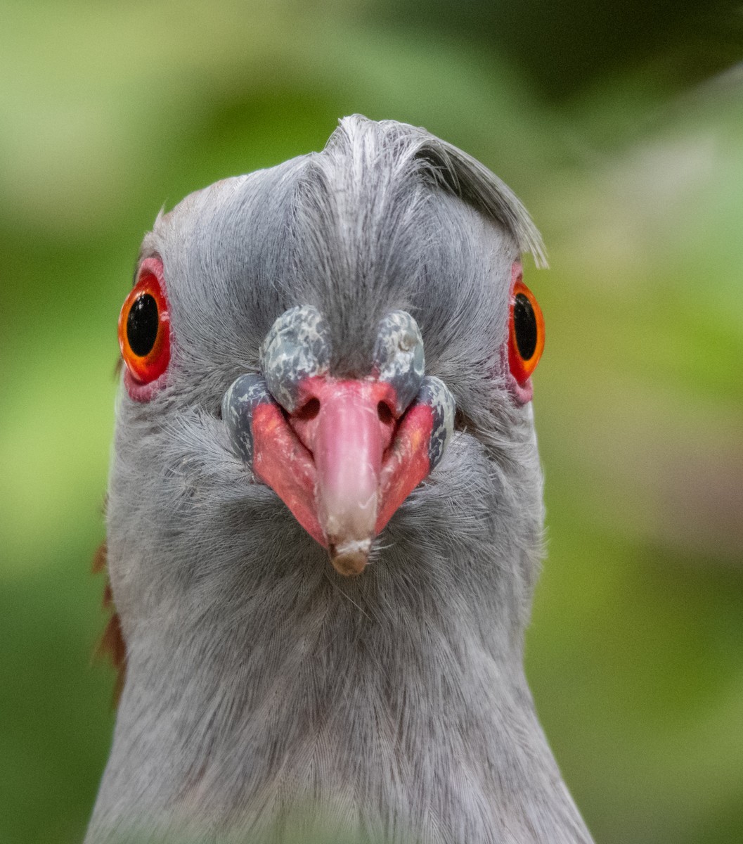 Topknot Pigeon - Kent Warner