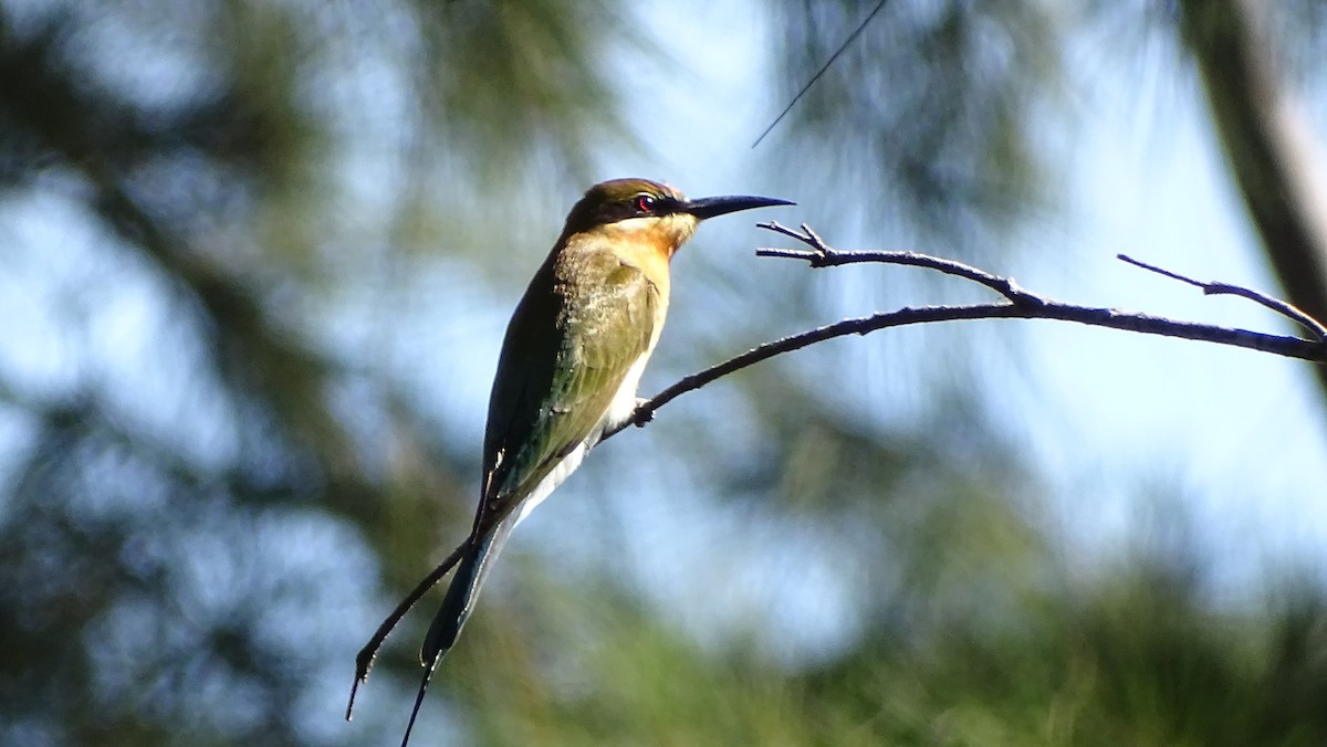 Blue-tailed Bee-eater - ML194826161