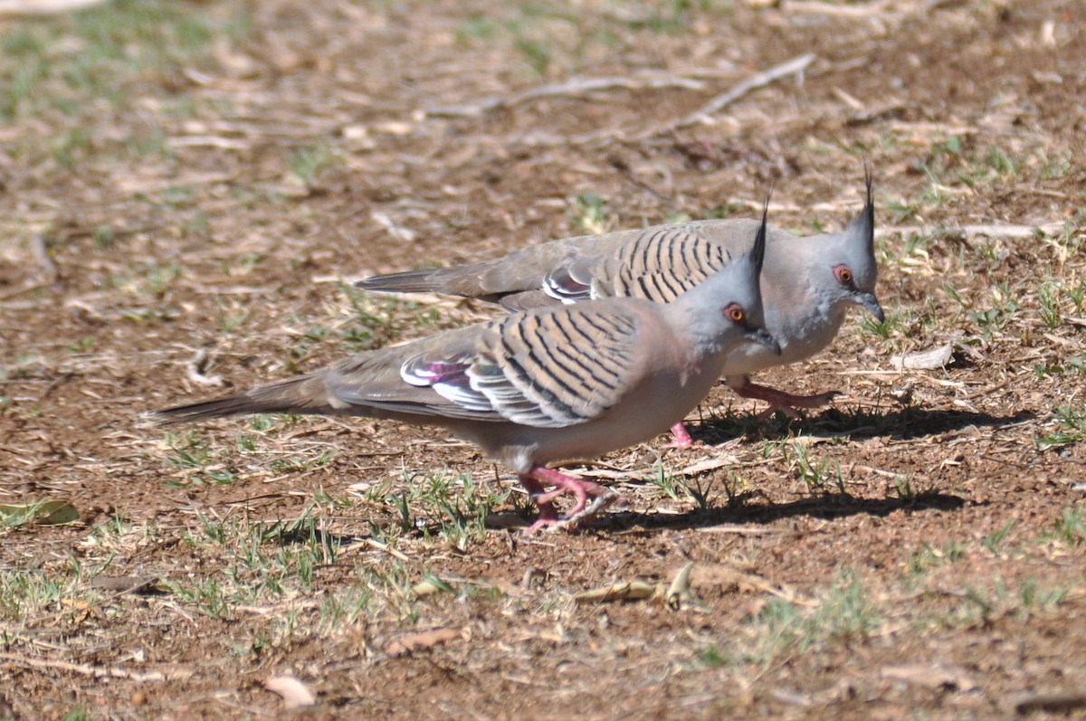 Crested Pigeon - ML194828321