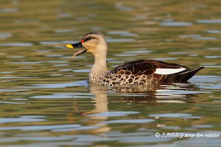 Indian Spot-billed Duck, ML194829211