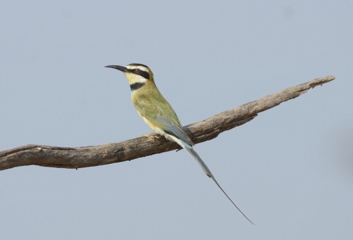 White-throated Bee-eater - ML194830981
