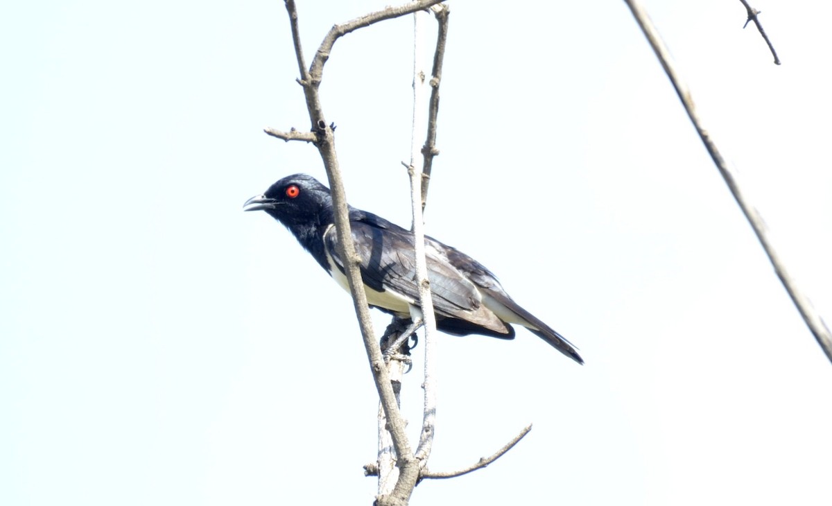 Magpie Starling - ML194831101