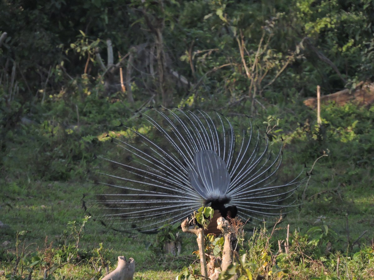 Indian Peafowl - ML194839071