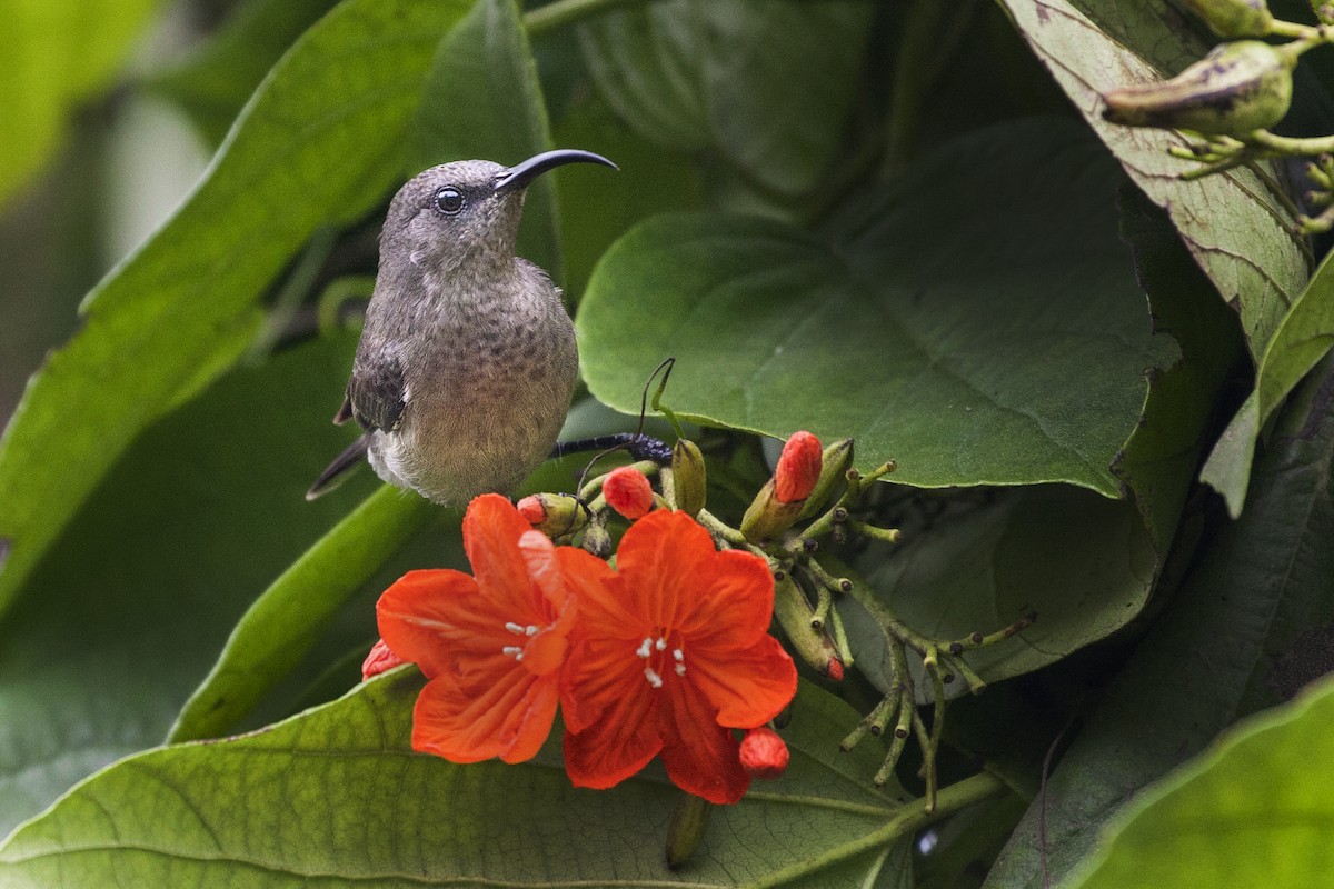Seychelles Sunbird - RJ Dodd