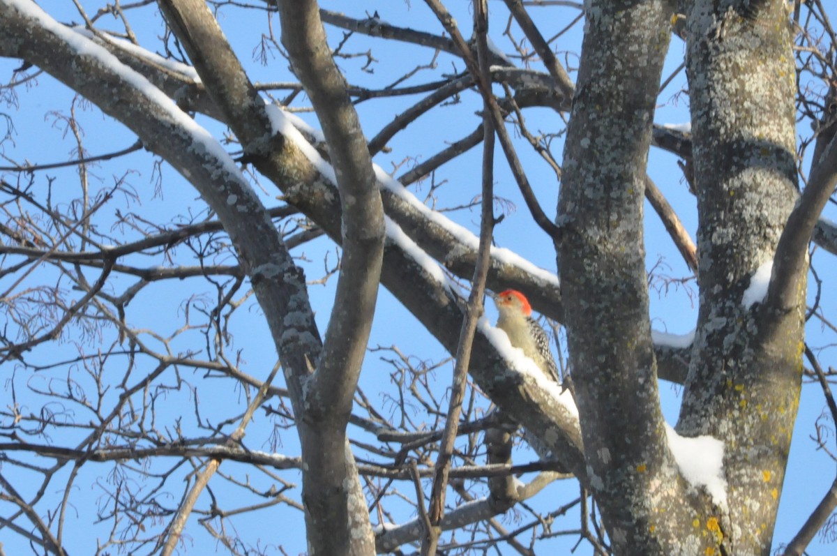 Red-bellied Woodpecker - ML194843391