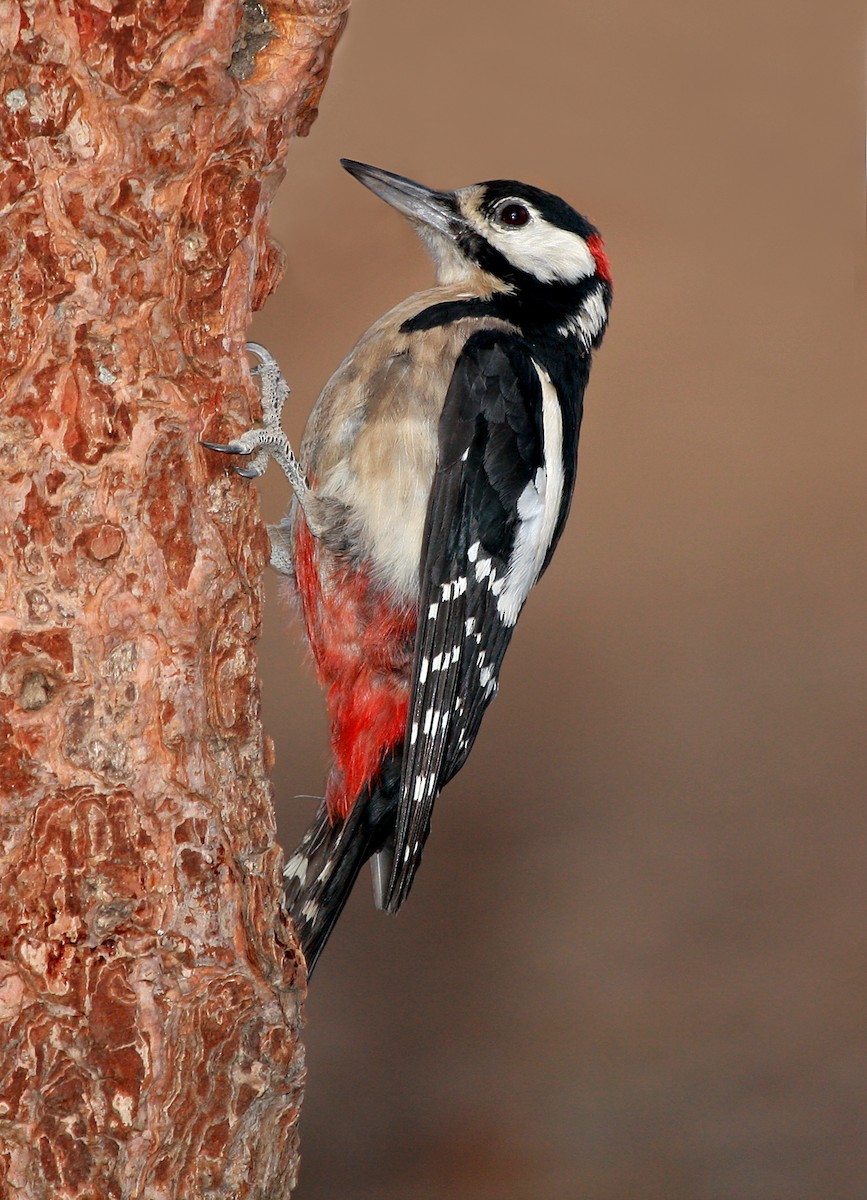 Great Spotted Woodpecker - ML194844941