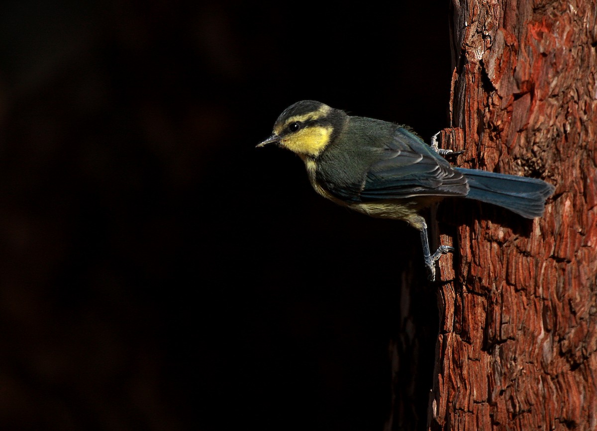 African Blue Tit - Miguel Rouco