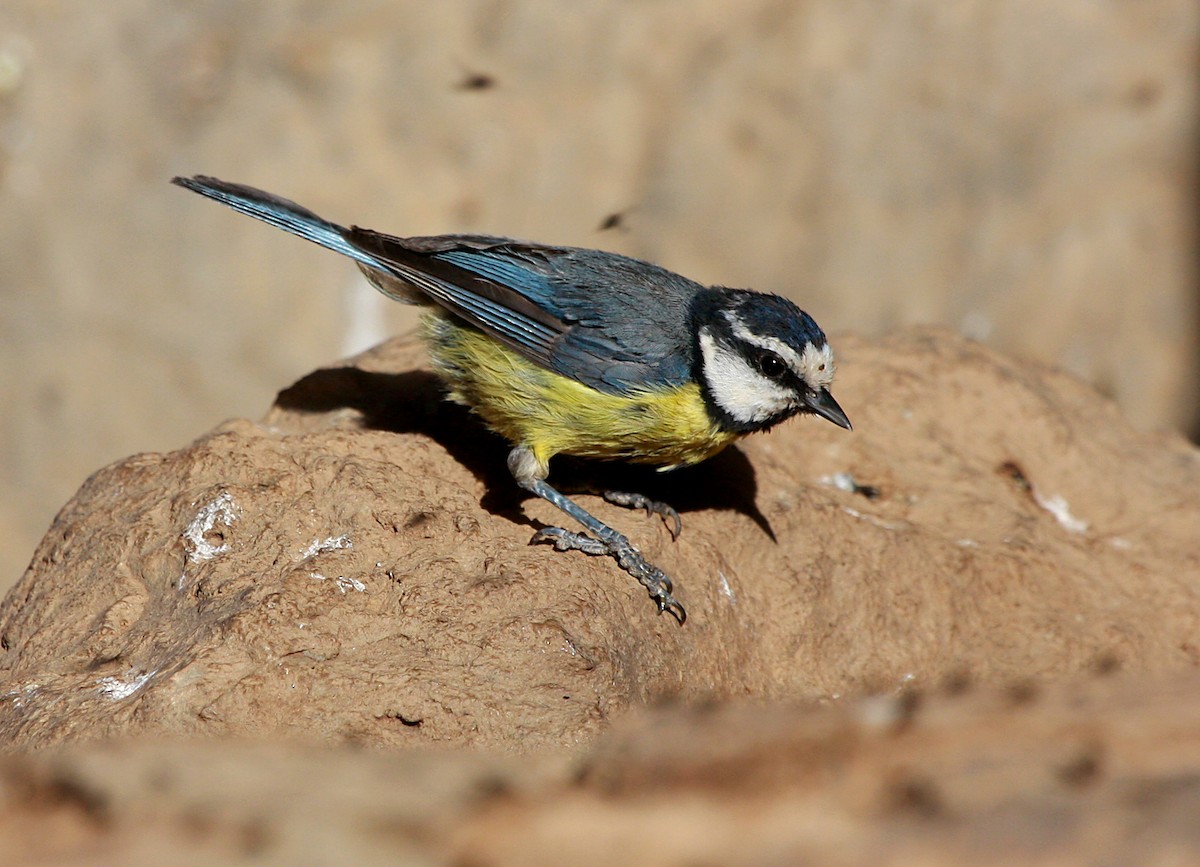 African Blue Tit - Miguel Rouco