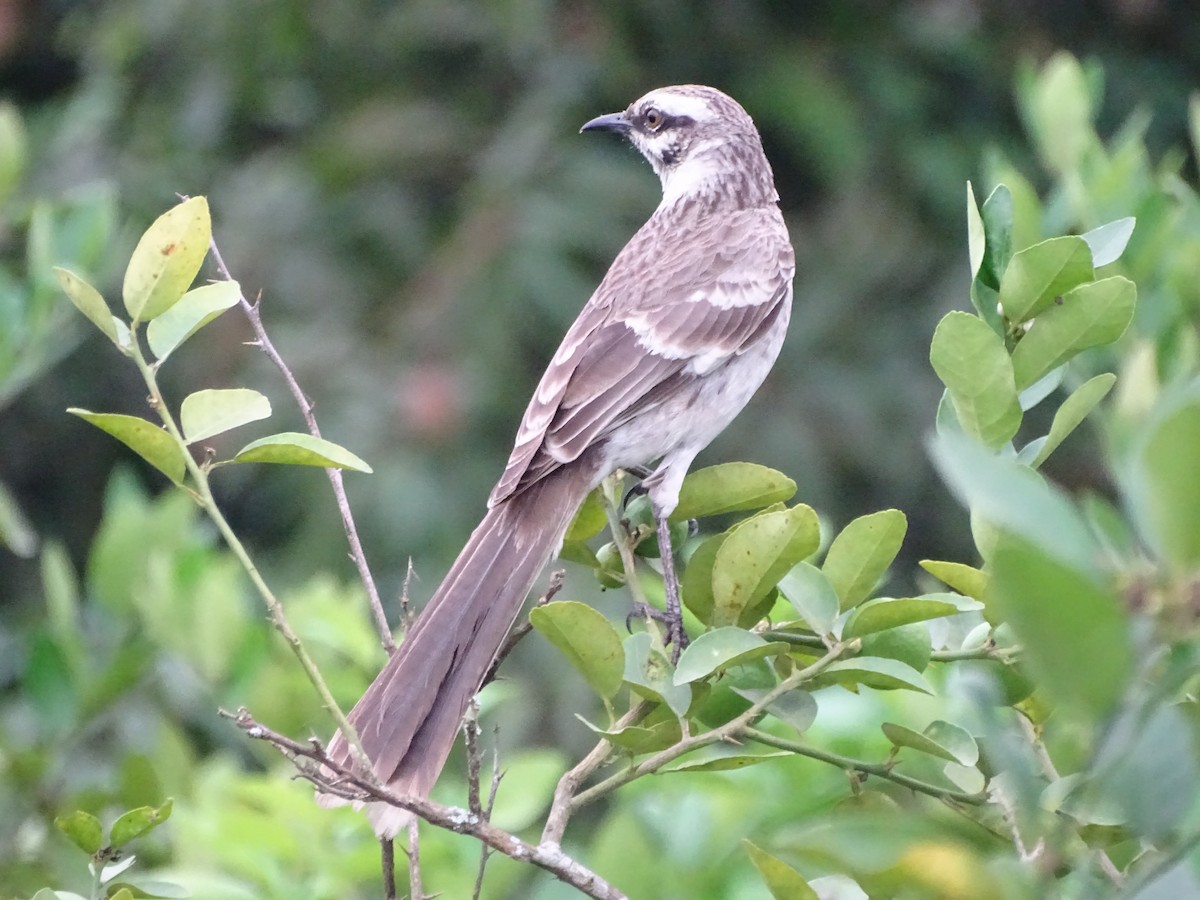 Long-tailed Mockingbird - ML194846911