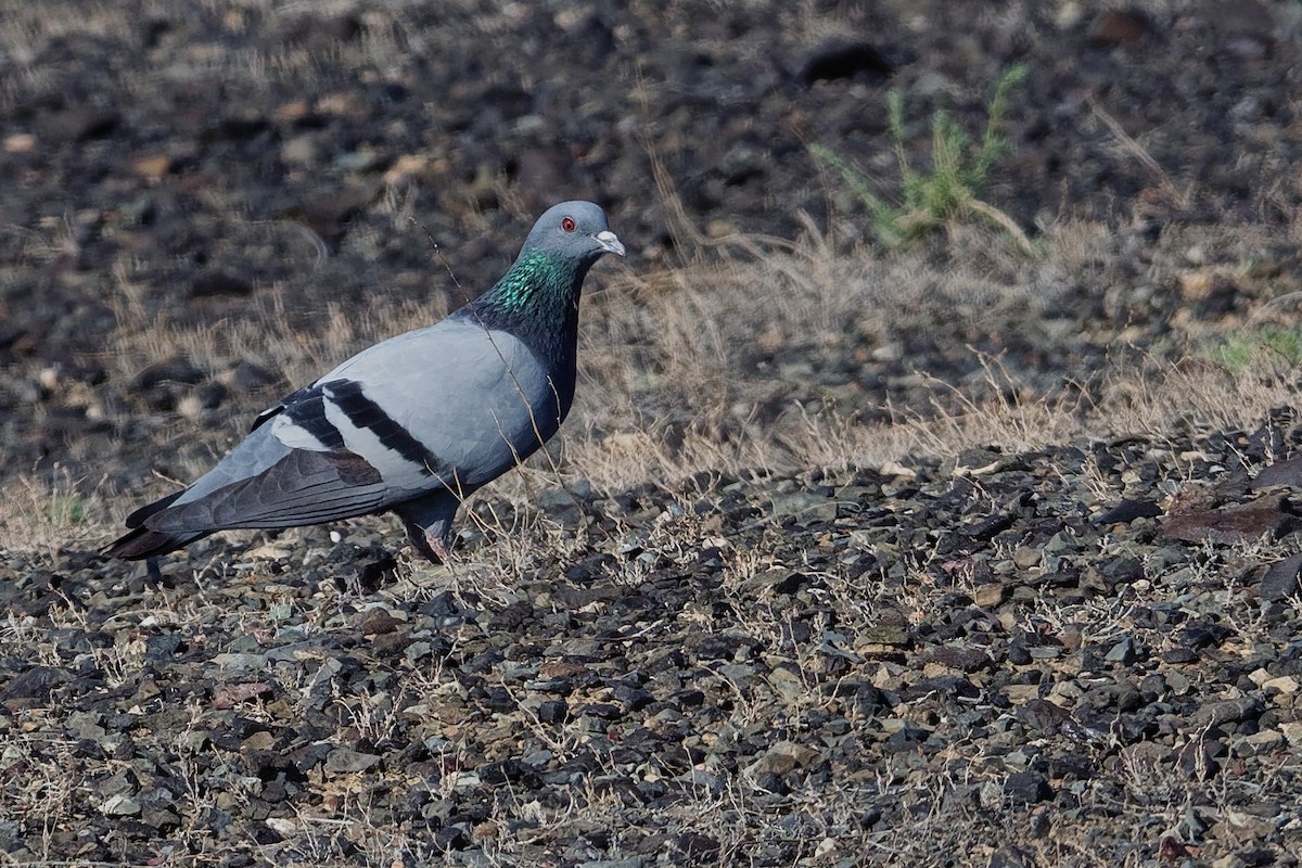 Rock Pigeon (Wild type) - ML194847741