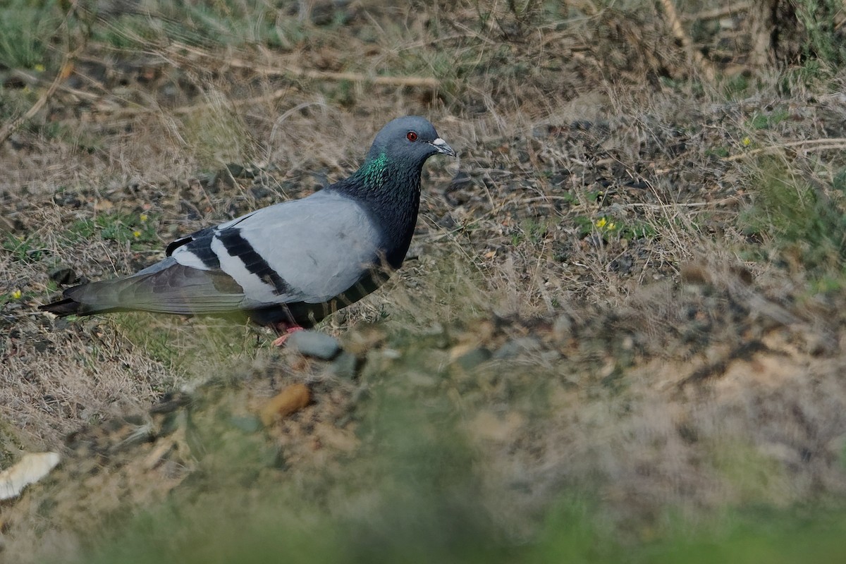 Rock Pigeon (Wild type) - ML194847751