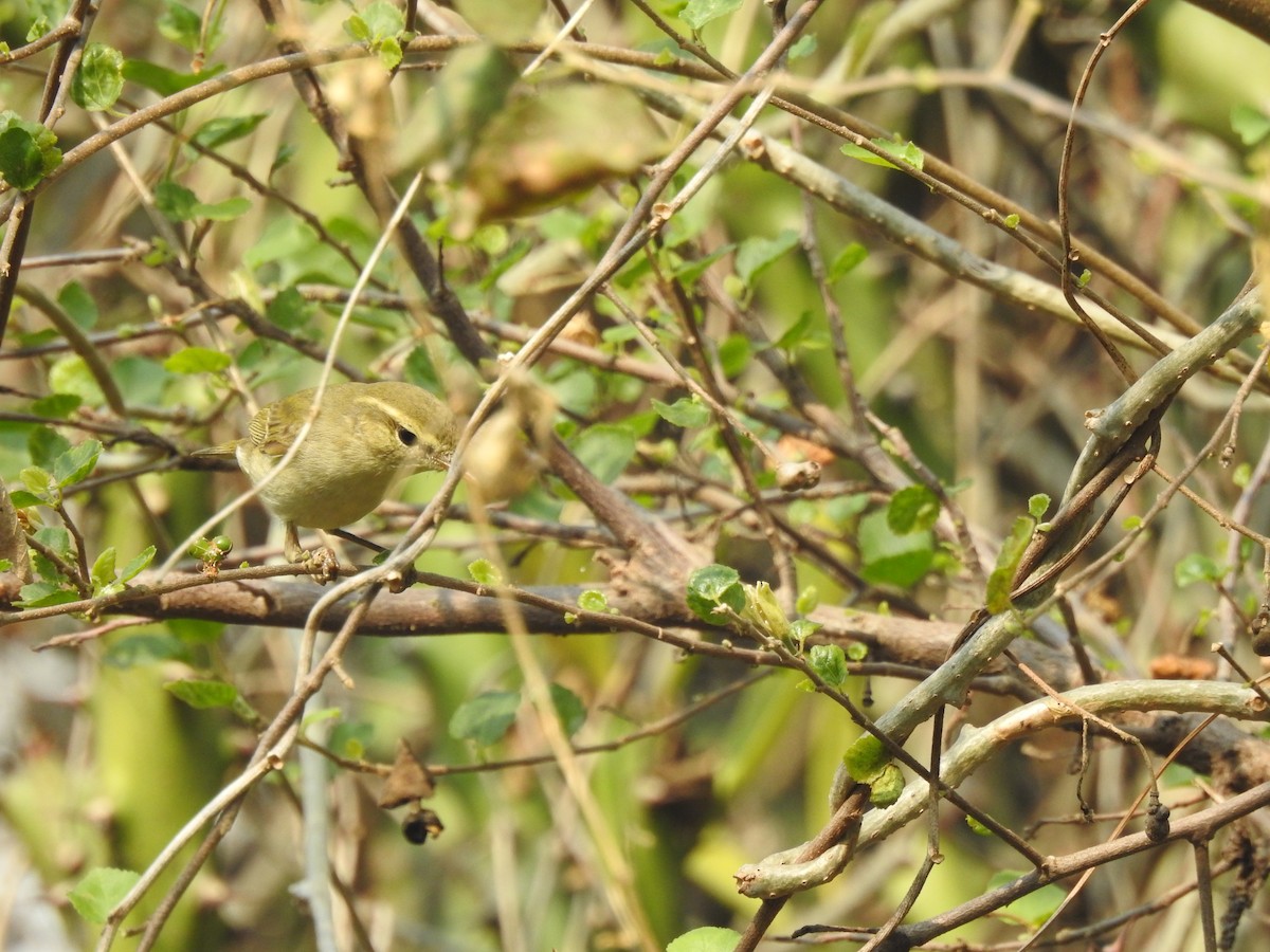 Green Warbler - Anonymous