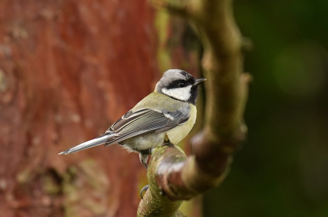 Formative Female Great Tit (subspecies <em class="SciName notranslate">major</em>). - Great Tit (Great) - 