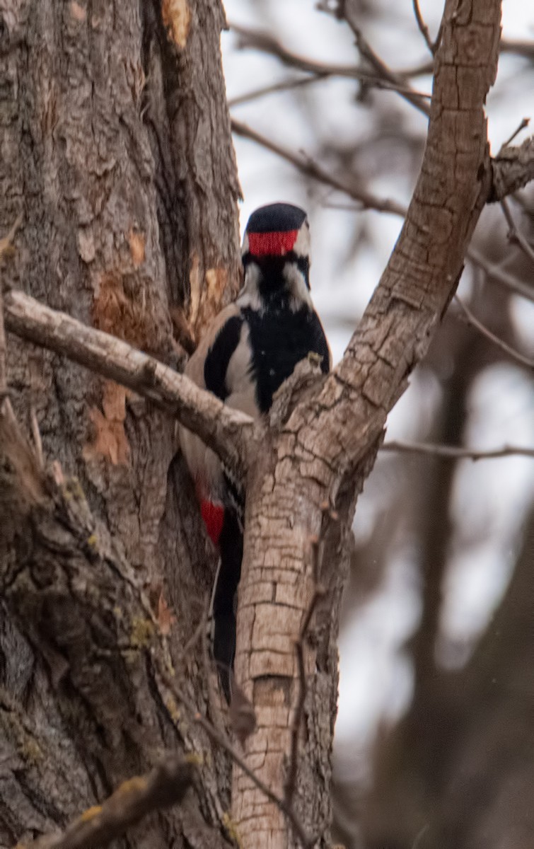 Great Spotted Woodpecker - ML194856331