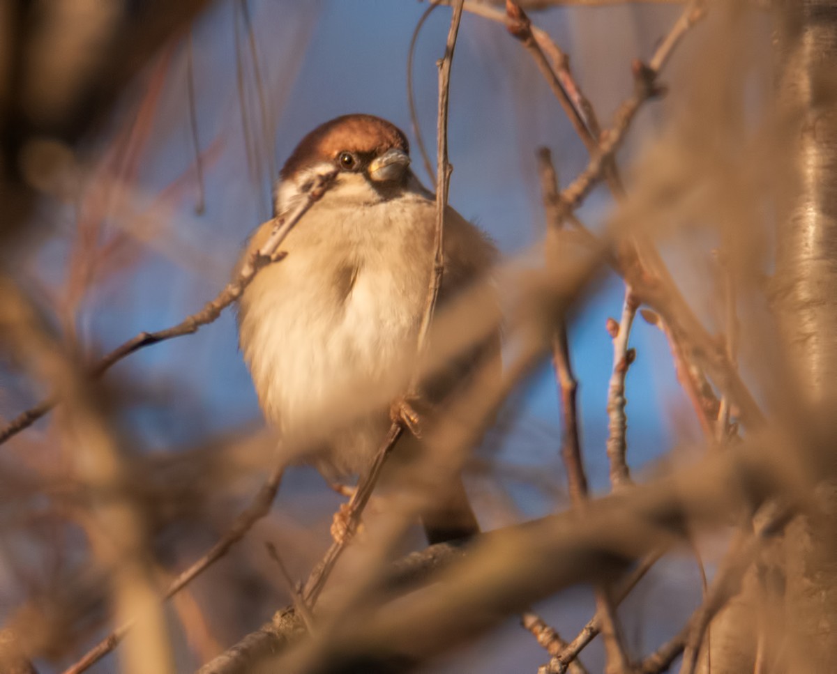 Eurasian Tree Sparrow - ML194858061