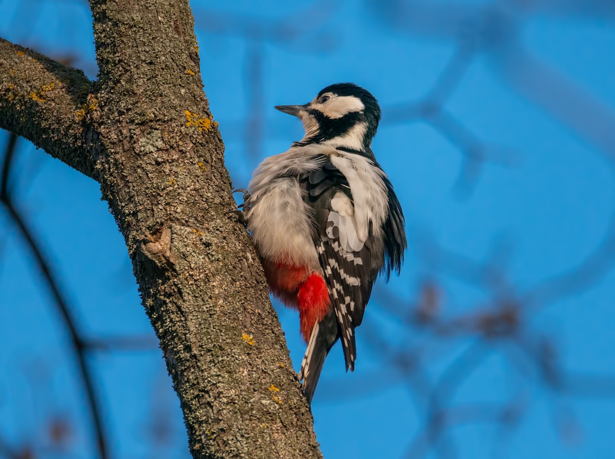 Great Spotted Woodpecker - ML194858491