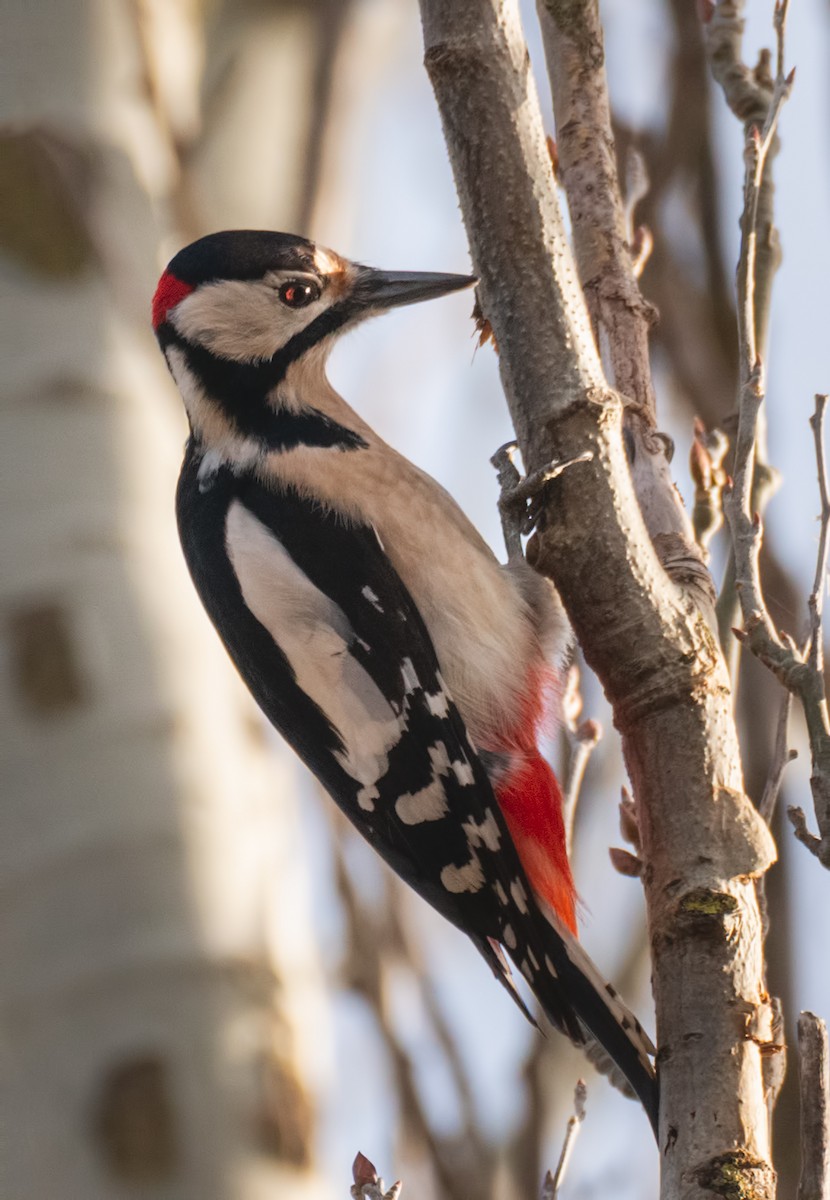 Great Spotted Woodpecker - ML194859281