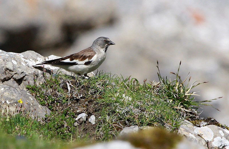 White-winged Snowfinch - ML194859541