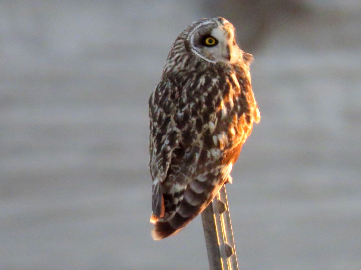 Short-eared Owl - ML194859631